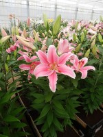 [4205 Marlon EVR No01.JPG]